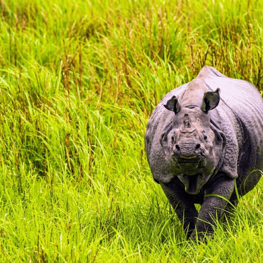 Meghalaya Tour With Kaziranga